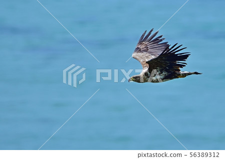 White-tailed eagle flying stunningly backed by the sea White-tailed eagle flying stunningly backed by the sea 56389312