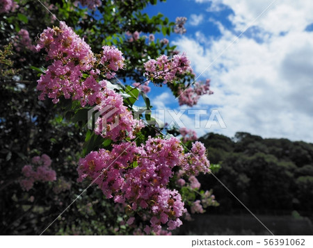紫薇城，橫須賀公園，相生市 56391062