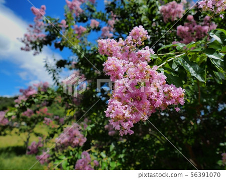 Crape myrtle, Yokooike Park, Aioi City Crape myrtle, Yokooike Park, Aioi City 56391070