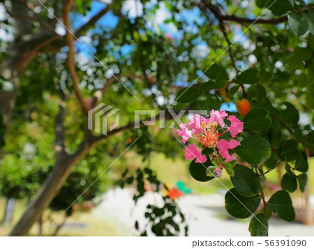 Crape myrtle, Yokooike Park, Aioi City 56391090