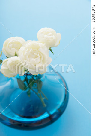 白色迷你玫瑰 白色迷你玫瑰 56393972