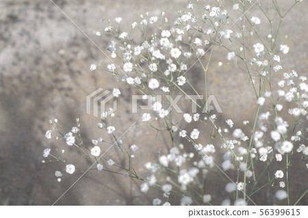 陰霾草 陰霾草 56399615