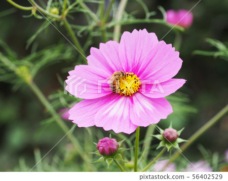 Cosmos flower field 56402529