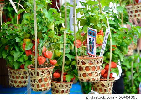 Asakusa Hozuki City 56404065