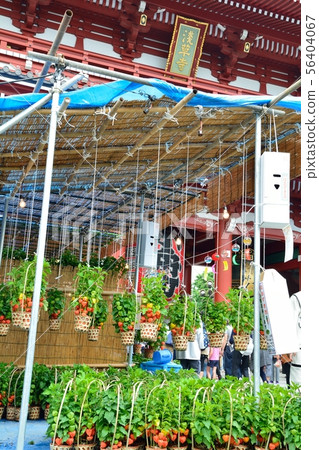 Asakusa Hozuki City 56404067