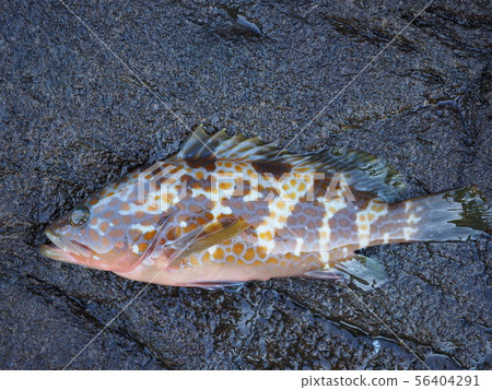 Affiliation 56404291