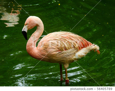 Chilean flamingo Chilean flamingo 56405789