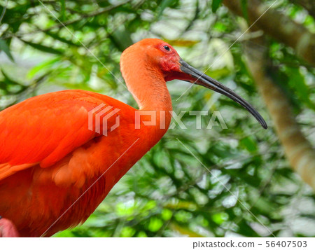 Red dragonfly 56407503