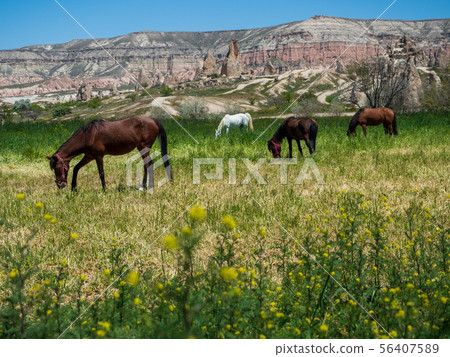 Landscape of rape blossoms, grazing horses and rose valley_Goreme_Cappadocia_Turkey Landscape of rape blossoms, grazing horses and rose valley_Goreme_Cappadocia_Turkey 56407589