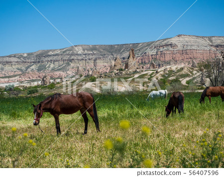油菜花,放牧馬和玫瑰谷的風景_Goreme_Cappadocia_Turkey 油菜花,放牧馬和玫瑰谷的風景_Goreme_Cappadocia_Turkey 56407596