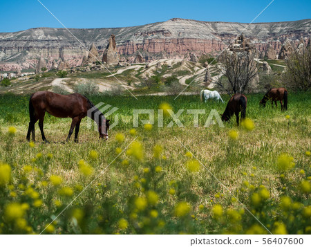 油菜花，放牧馬和玫瑰谷的風景_Goreme_Cappadocia_Turkey 56407600