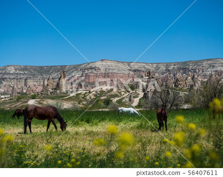Landscape of rape blossoms, grazing horses and rose valley_Goreme_Cappadocia_Turkey 56407611