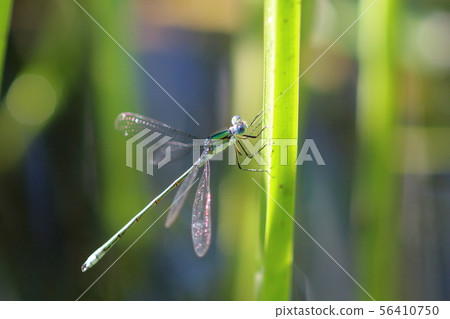 Dragonfly Dragonfly 56410750