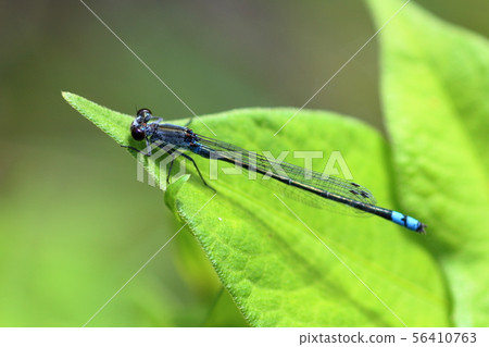 Dragonfly  56410763