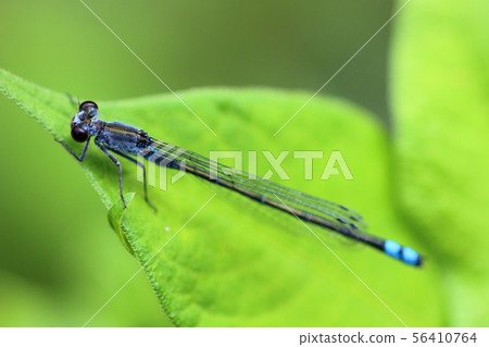 Dragonfly  56410764