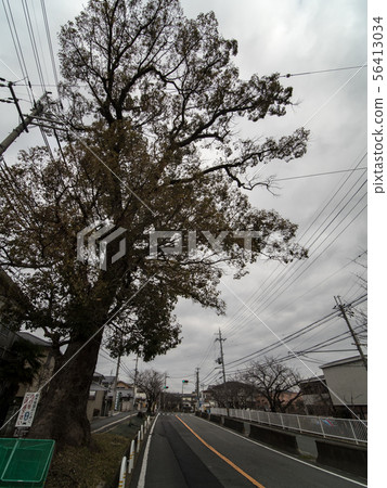 奈良縣大和郡山市的一個大鮭魚冠 56413034