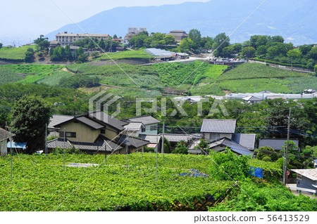 August Koshu 43 Katsunuma Grape Hill and Buddha Garden August Koshu 43 Katsunuma Grape Hill and Buddha Garden 56413529