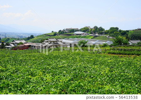 八月Koshu 39 Katsunuma葡萄山和佛園 56413538