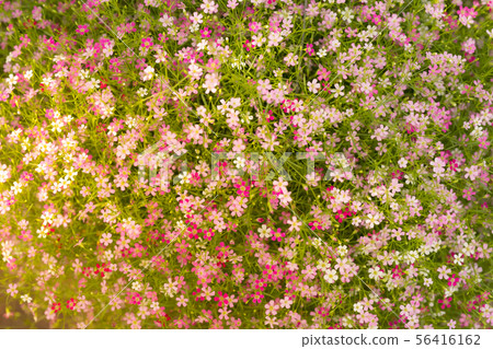 pastel color flower background 56416162