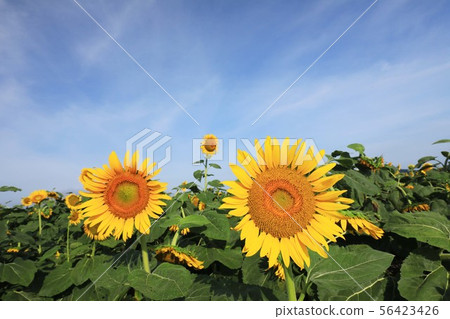 Sunflower 2785 56423426