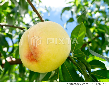 Shimizu Hakomi Shimizu Hakomi 56426143