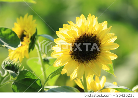 Sunflower 2624 56426235