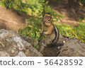 花栗鼠在森林裡 56428592