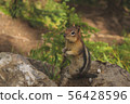花栗鼠在森林裡 56428596