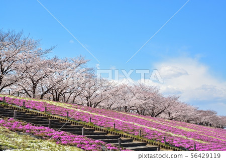 櫻花盛開 56429119