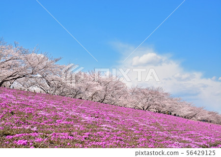 Cherry blossoms in full bloom Cherry blossoms in full bloom 56429125