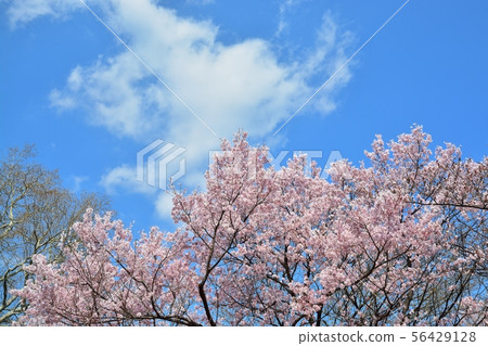 Cherry blossoms in full bloom Cherry blossoms in full bloom 56429128