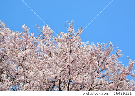 Cherry blossoms in full bloom Cherry blossoms in full bloom 56429131