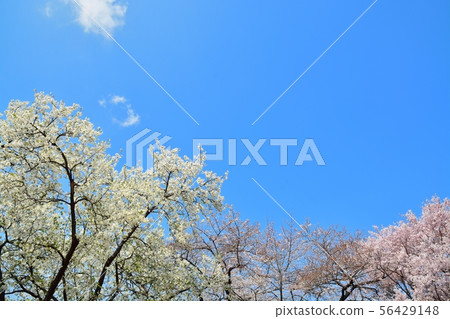 Cherry blossoms in full bloom Cherry blossoms in full bloom 56429148