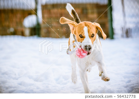 Happy beagle dog run with a ball on the snow 56432778