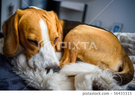 Beagle sleeps in a dog bed Beagle sleeps in a dog bed 56433315