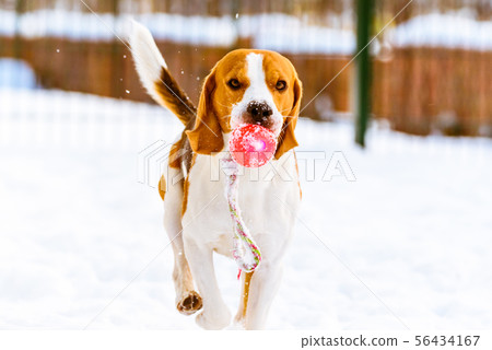 Happy beagle dog run with a ball on the snow 56434167