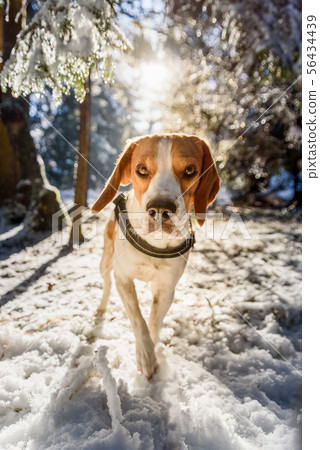 Beagle dog walks in snowy sunny forest Beagle dog walks in snowy sunny forest 56434439