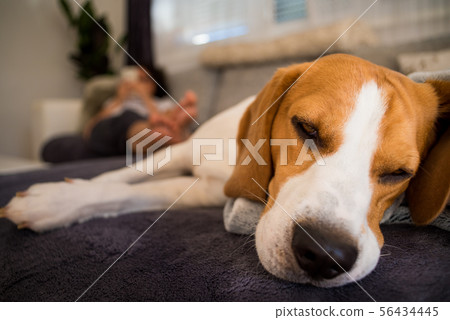 Beagle dog tired sleeps on a couch Beagle dog tired sleeps on a couch 56434445