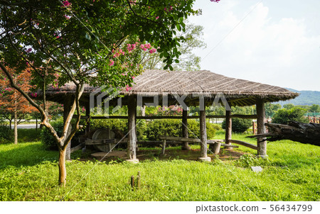 Orchid mill at Dalmaji Park, Hampyeong-gun Orchid mill at Dalmaji Park, Hampyeong-gun 56434799