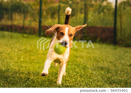 Dog Beagle having fun running and jumping with a 56435401