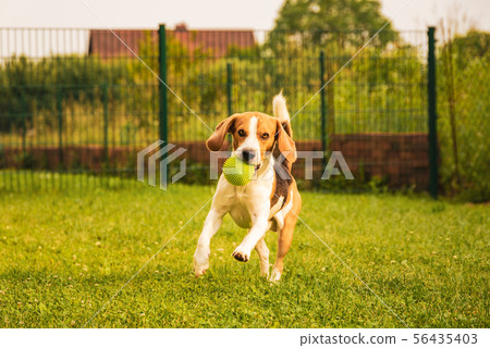 Dog Beagle having fun running and jumping with a 56435403