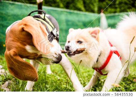 Two dogs playing in a garden Beagle and German 56435530