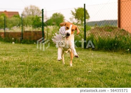 Pet dog Beagle in a garden having fun outdoors Pet dog Beagle in a garden having fun outdoors 56435571