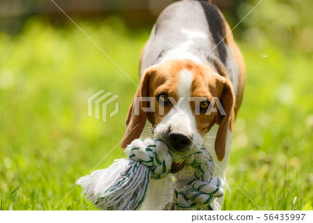 Beagle dog run and fun Beagle dog run and fun 56435997