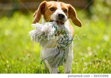 Beagle dog run and fun 56435999
