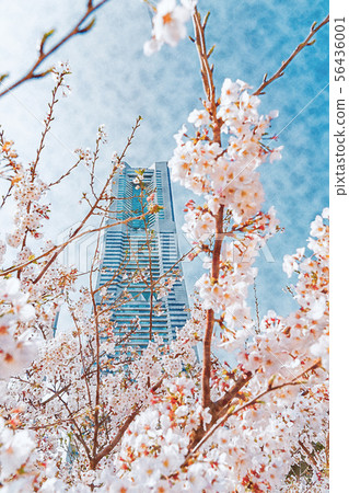 [神奈川縣]橫濱盛開 56436001