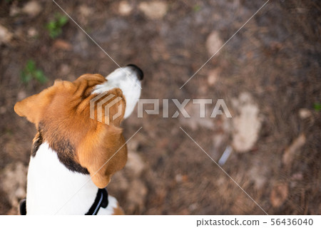 Beagle dog head background 56436040