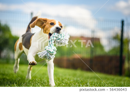 Dog run Beagle fun Dog run Beagle fun 56436043