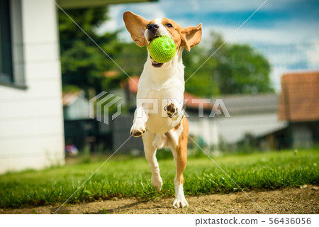 Dog run beagle jumping fun 56436056