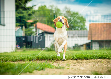 Dog run beagle jumping fun 56436062